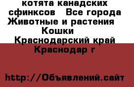 котята канадских сфинксов - Все города Животные и растения » Кошки   . Краснодарский край,Краснодар г.